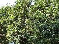Wax Leaf Viburnum, Japanese Viburnum / Viburnum japonicum